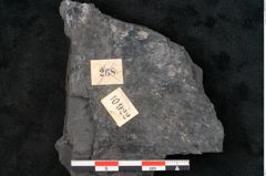 Foto (Detailansicht) von Callipteris sp.  (NHMW-GEO-2024-0188-10922)